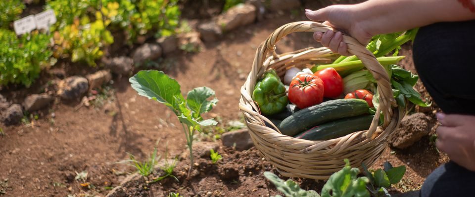 Секреты сладких огурцов: как вырастить и спасти урожай от горечи