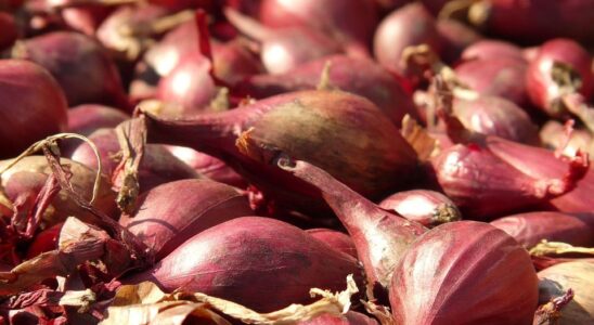 Как вырастить крупный лук-шалот: секреты опытных садоводов