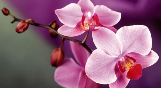 Как выбрать идеальную орхидею: советы для новичков и опытных цветоводов