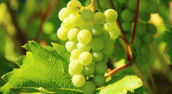 Виноград: посадка, уход и первые шаги к обильному урожаю