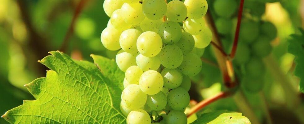 Виноград: посадка, уход и первые шаги к обильному урожаю