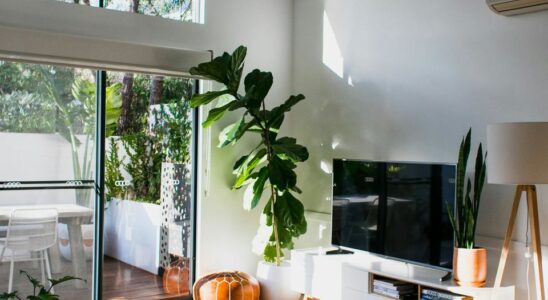 Цветы в интерьере: преобразите свой дом легко и красиво