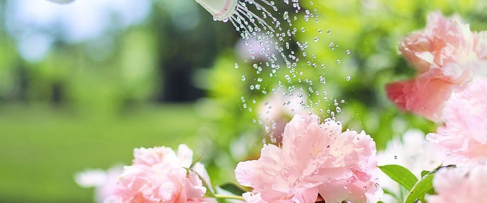 Секреты пышного цветения пионов: как правильно подкормить в мае