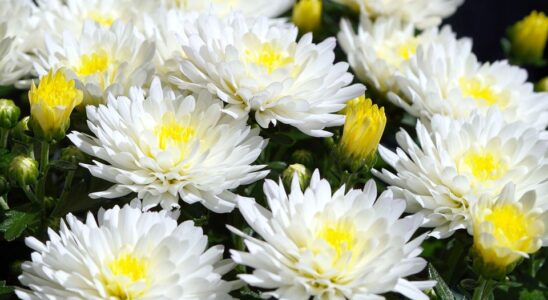 Сочный и тающий во рту шашлык из свинины: лучшие лайфхаки приготовления