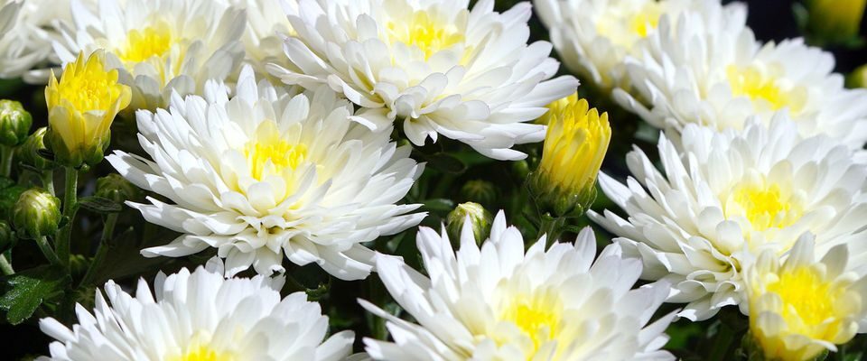 Сочный и тающий во рту шашлык из свинины: лучшие лайфхаки приготовления