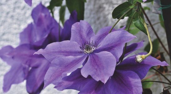 Летний уход за клематисами: секреты пышного цветения