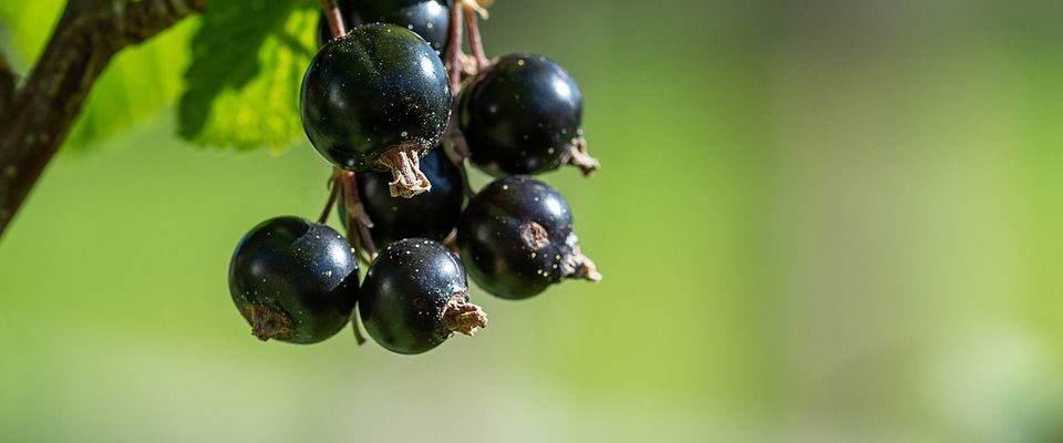 Секреты ухода за смородиной в ноябре: ваш урожай удивит размером ягод