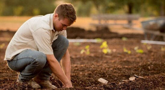 Как узнать, что почва прогрелась для посадки: простой лайфхак