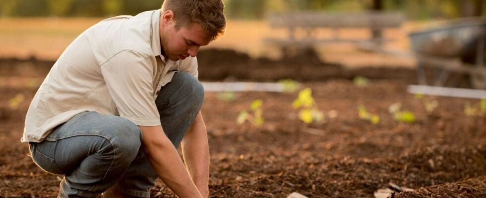 Как узнать, что почва прогрелась для посадки: простой лайфхак