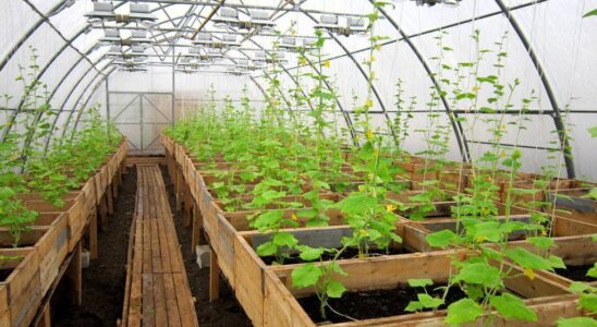 Как сохранить яблоки с осени до весны: полезные советы для дома