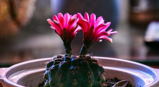 Цветение кактусов: секреты пышного цветения для каждого
