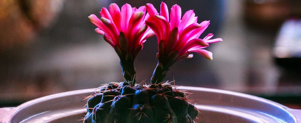 Цветение кактусов: секреты пышного цветения для каждого