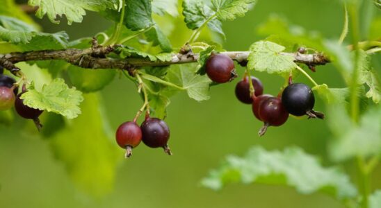 Как продлить жизнь кустам смородины: полезные советы для садоводов