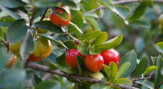 Как защитить черешню от морозов: 5 простых и эффективных способов для зимовки дерева