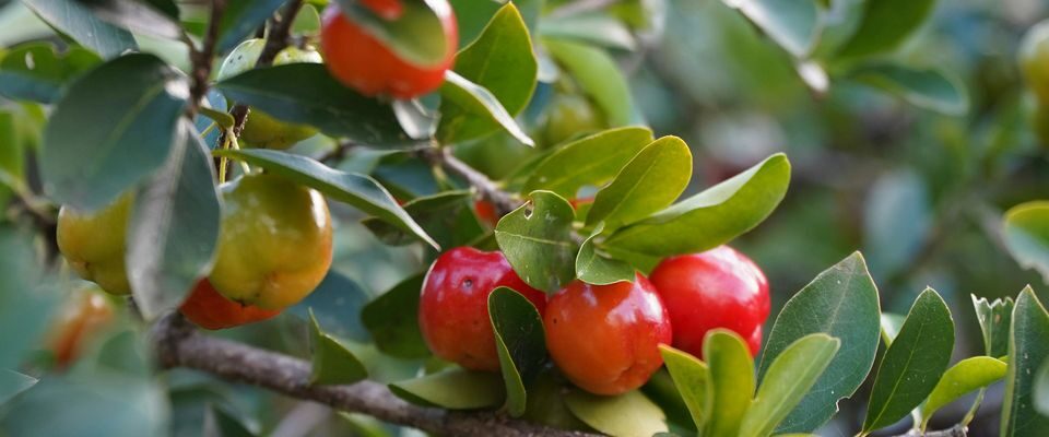 Как защитить черешню от морозов: 5 простых и эффективных способов для зимовки дерева