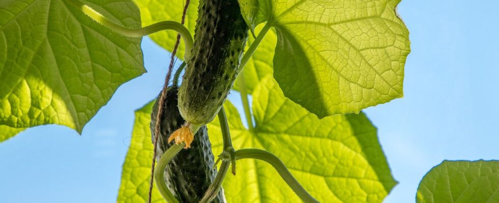 Почему желтеют завязи огурцов и как это исправить: советы для дачников