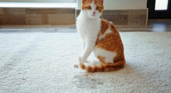 Лайфхаки для владельцев кошек: как приучить питомца к лотку и избежать проблем