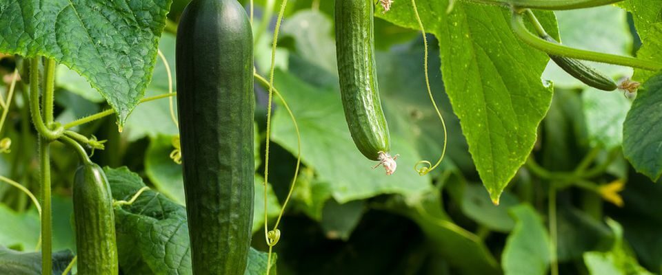 Почему желтеют листья огурцов: секреты пышной зелени и богатого урожая