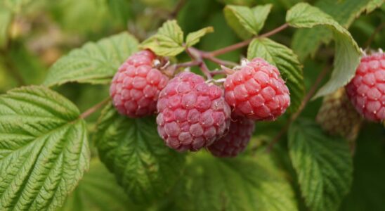 Малина во второй половине лета: секреты ухода и обильного урожая