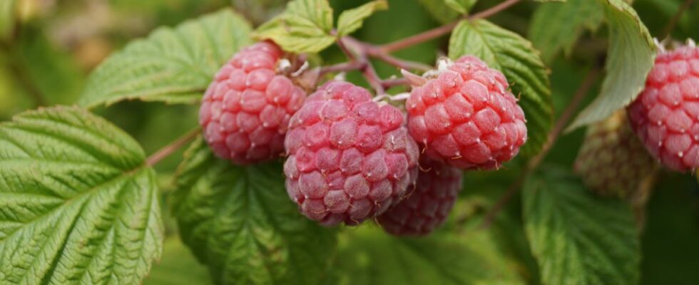 Малина во второй половине лета: секреты ухода и обильного урожая