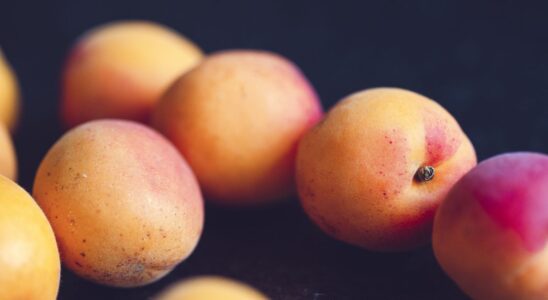 Персик или нектарин: как выбрать и в чем отличия