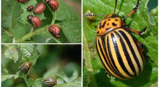 Народные методы борьбы с вредителями: эффективные и безопасные способы