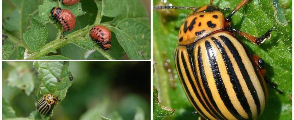 Народные методы борьбы с вредителями: эффективные и безопасные способы