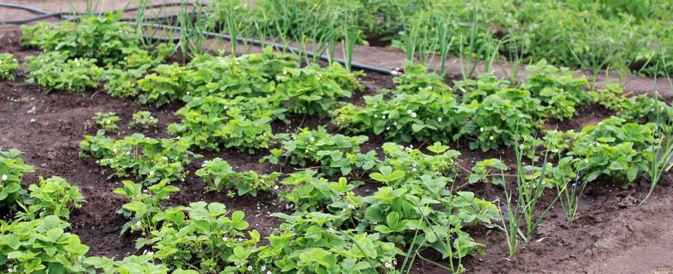 Что сажать на огороде в июле: лучшие растения для летнего посева