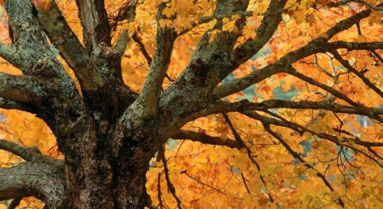 Что делать при переломе: первая помощь и важные советы