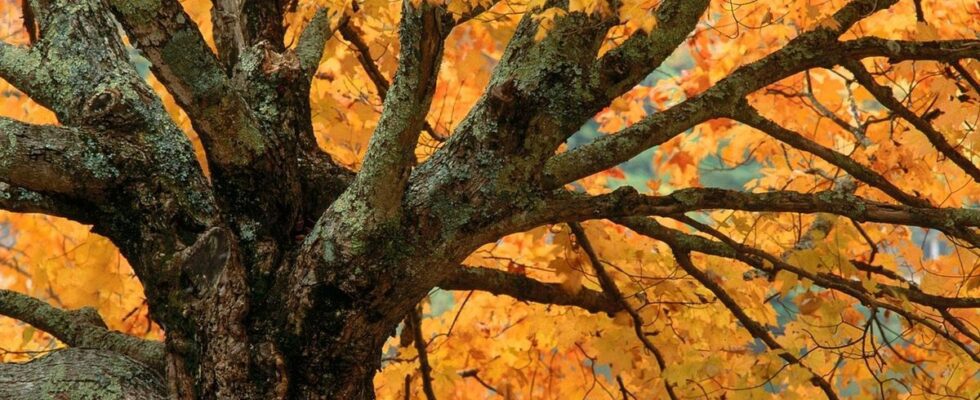 Что делать при переломе: первая помощь и важные советы