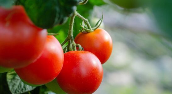 Секреты сладких помидоров: простое удобрение для вашего урожая