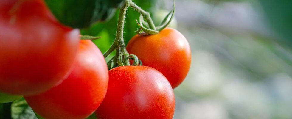 Секреты сладких помидоров: простое удобрение для вашего урожая