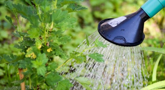 Как правильно посадить крыжовник осенью: секреты успешного урожая