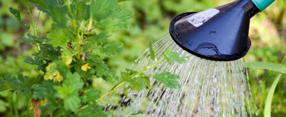 Как правильно посадить крыжовник осенью: секреты успешного урожая