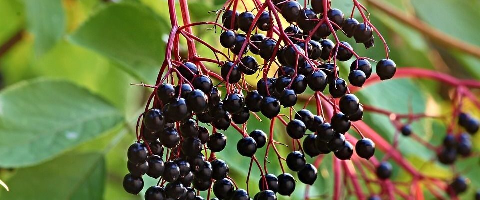 Бузина в саду: как посадить и ухаживать для красоты и пользы