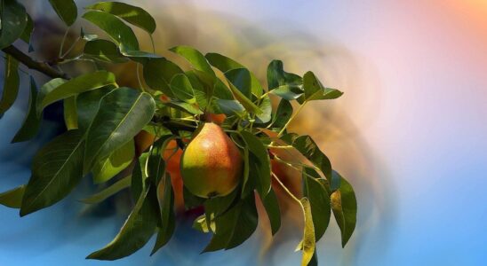 Секреты богатого урожая: какие сорта груш принесут вам самые вкусные плоды