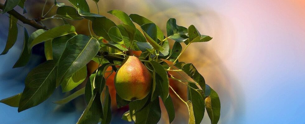 Секреты богатого урожая: какие сорта груш принесут вам самые вкусные плоды