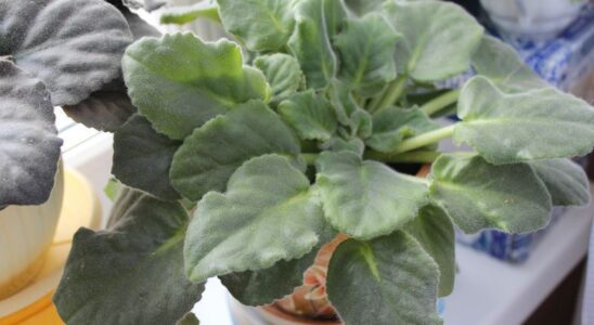 Почему фиалки не цветут: 6 неочевидных причин и их решение