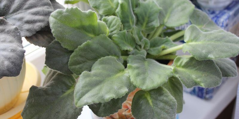 Почему фиалки не цветут: 6 неочевидных причин и их решение