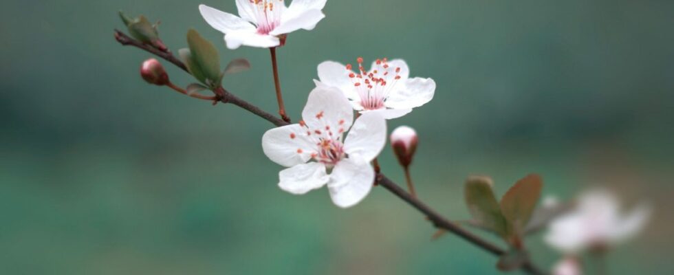 Секреты сладкого урожая: как подкормить черешню для обильного цветения и ягод