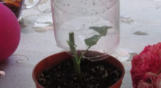 Как вырастить новые розы из букета: простой и эффективный способ