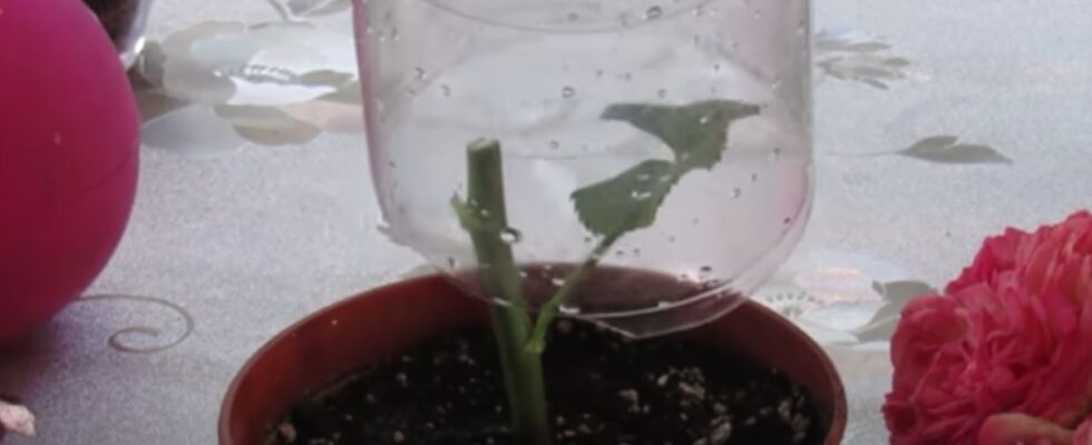 Как вырастить новые розы из букета: простой и эффективный способ