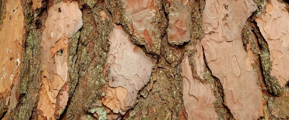 Натуральные удобрения для бурного роста растений: секреты Stillpro