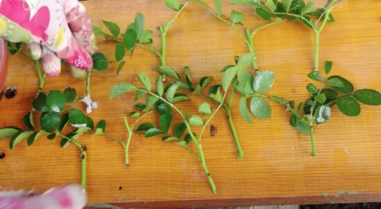 Летнее укоренение роз: секреты успешного черенкования для вашего сада