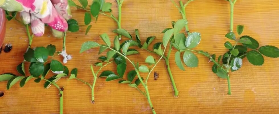 Летнее укоренение роз: секреты успешного черенкования для вашего сада