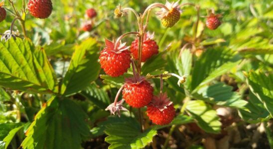 Почему клубника бывает кислой и как вырастить крупные ягоды