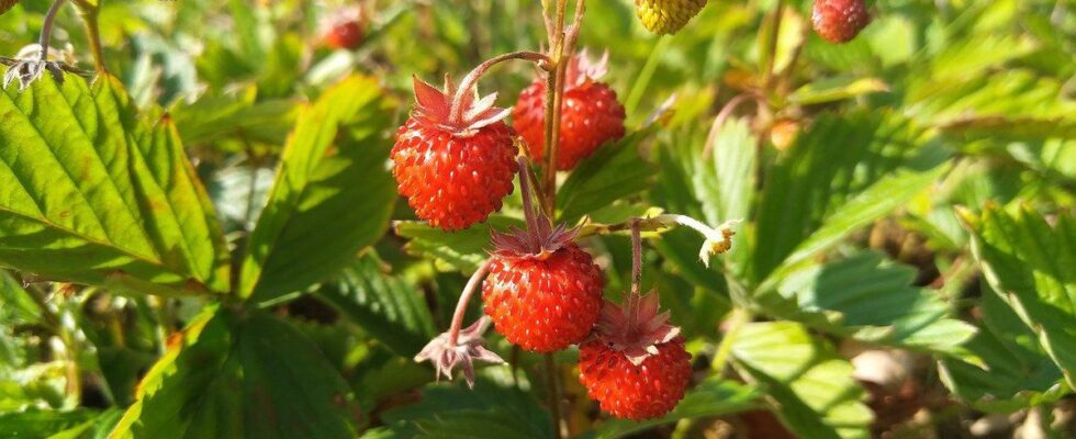 Почему клубника бывает кислой и как вырастить крупные ягоды