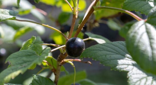 Как определить кислотность почвы на участке с помощью листьев смородины: простой народный способ