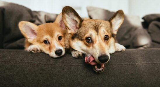 Корги в квартире: стоит ли заводить? Плюсы и минусы породы для городской жизни