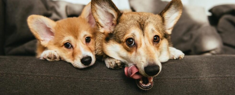 Корги в квартире: стоит ли заводить? Плюсы и минусы породы для городской жизни